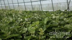 【幸福花开新边疆】海拔3000米的地方有个“草莓